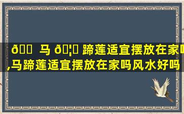 🐠 马 🦍 蹄莲适宜摆放在家吗,马蹄莲适宜摆放在家吗风水好吗